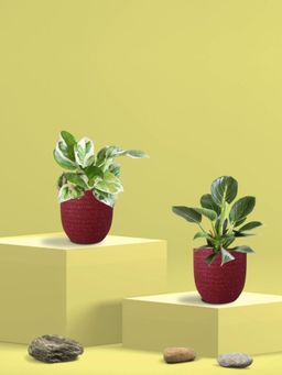 Greenkin - Njoy Money Plant & Philodendron Plant in Eco Pot (Pack of 2)