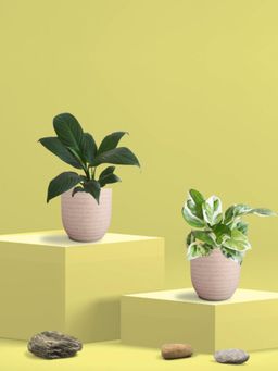 Greenkin - Njoy Money Plant & Peace Lily Plant in Eco Pot (Pack of 2)
