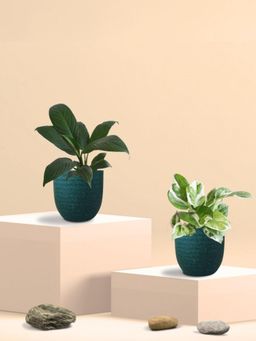 Greenkin - Njoy Money Plant & Peace Lily Plant in Eco Pot (Pack of 2)