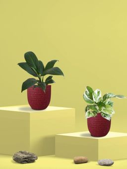 Greenkin - Njoy Money Plant & Peace Lily Plant in Eco Pot (Pack of 2)