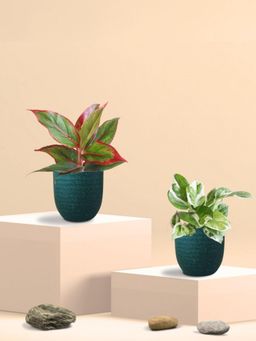 Greenkin - Njoy Money Plant & Maroon Plant in Eco Pot (Pack of 2)