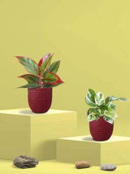 Greenkin - Njoy Money Plant & Maroon Plant in Eco Pot (Pack of 2)