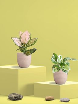 Greenkin - Njoy Money Plant & Wishes Plant in Eco Pot (Pack of 2)