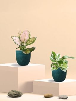 Greenkin - Njoy Money Plant & Wishes Plant in Eco Pot (Pack of 2)