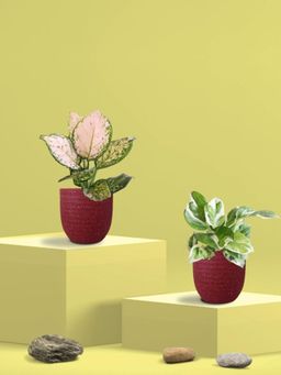 Greenkin - Njoy Money Plant & Wishes Plant in Eco Pot (Pack of 2)