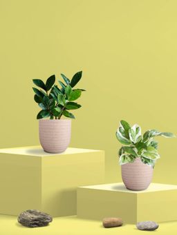 Greenkin - Njoy Money Plant & ZZ Plant in Eco Pot (Pack of 2)