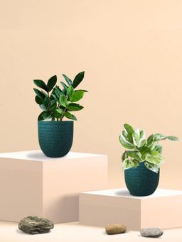 Greenkin - Njoy Money Plant & ZZ Plant in Eco Pot (Pack of 2)