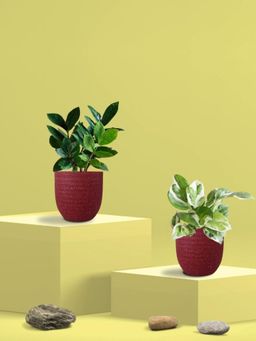 Greenkin - Njoy Money Plant & ZZ Plant in Eco Pot (Pack of 2)