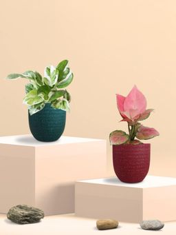 Greenkin - Office Desk Plants (Pack of 2)