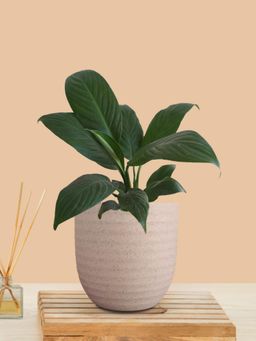 Greenkin - Peace Lily Live Plant In Cream Decor Pot