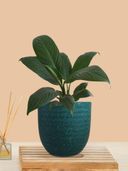 Teal color option, Currently selected