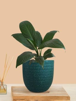 Greenkin - Peace Lily Live Plant In Teal Decor Pot