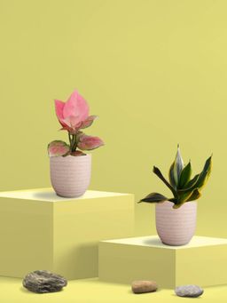Greenkin - Golden Snake Plant & Aglaonema Plant in Eco Pot (Pack of 2)