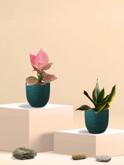 Greenkin - Golden Snake Plant & Aglaonema Plant in Eco Pot (Pack of 2)