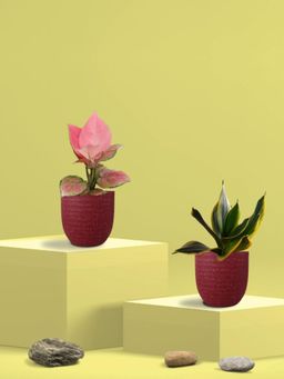 Greenkin - Golden Snake Plant & Aglaonema Plant in Eco Pot (Pack of 2)