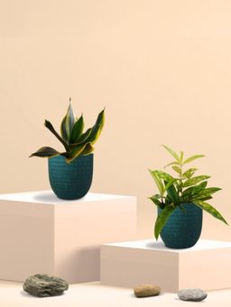 Greenkin - Golden Snake Plant & Bamboo Dust Plant in Eco Pot (Pack of 2)