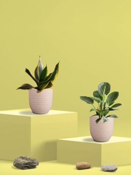 Greenkin - Golden Snake Plant & Birkin Plant in Eco Pot (Pack of 2)