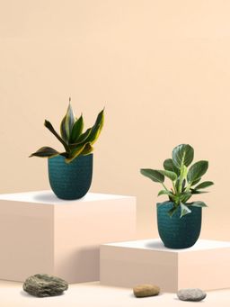 Greenkin - Golden Snake Plant & Birkin Plant in Eco Pot (Pack of 2)