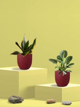 Greenkin - Golden Snake Plant & Birkin Plant in Eco Pot (Pack of 2)