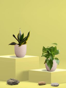 Greenkin - Golden Snake Plant & Money Plant in Eco Pot (Pack of 2)