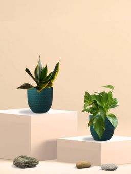 Greenkin - Golden Snake Plant & Money Plant in Eco Pot (Pack of 2)