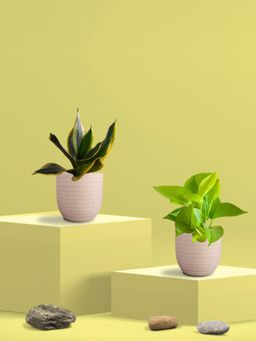 Greenkin - Golden Snake Plant & Golden Pothos in Eco Pot (Pack of 2)