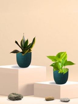 Greenkin - Golden Snake Plant & Golden Pothos in Eco Pot (Pack of 2)