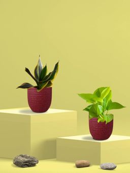 Greenkin - Golden Snake Plant & Golden Pothos in Eco Pot (Pack of 2)