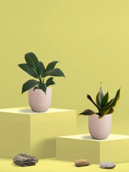 Greenkin - Golden Snake Plant & Peace Lily Plant in Eco Pot (Pack of 2)