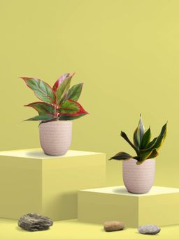 Greenkin - Golden Snake Plant & Lipstick Plant in Eco Pot (Pack of 2)