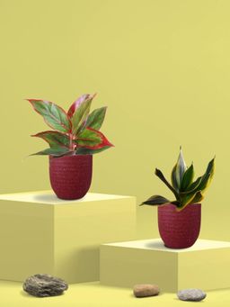 Greenkin - Golden Snake Plant & Lipstick Plant in Eco Pot (Pack of 2)