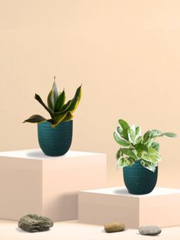 Greenkin - Golden Snake Plant & Njoy Money Plant in Eco Pot (Pack of 2)