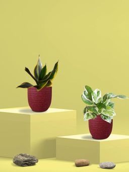 Greenkin - Golden Snake Plant & Njoy Money Plant in Eco Pot (Pack of 2)