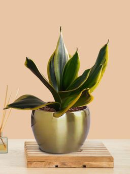 Greenkin - Snake Plant In Golden Metal Pot