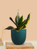 Teal color option, Currently selected