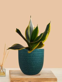 Greenkin - Snake Plant In Teal Decor Pot