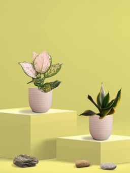 Greenkin - Golden Snake Plant & Aglaonema Wishes in Eco Pot (Pack of 2)