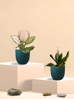 Greenkin - Golden Snake Plant & Aglaonema Wishes in Eco Pot (Pack of 2)