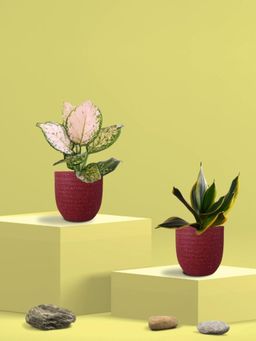 Greenkin - Golden Snake Plant & Aglaonema Wishes in Eco Pot (Pack of 2)