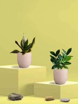 Greenkin - Golden Snake Plant & ZZ Plant in Eco Pot (Pack of 2)