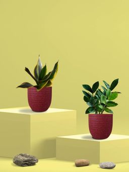 Greenkin - Golden Snake Plant & ZZ Plant in Eco Pot (Pack of 2)