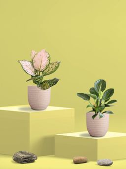 Greenkin - Aglaonema Wishes and Birkin Plants in Eco Pot (Pack of 2)