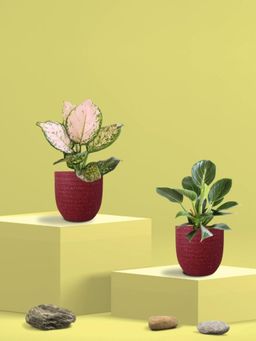 Greenkin - Aglaonema Wishes and Birkin Plants in Eco Pot (Pack of 2)