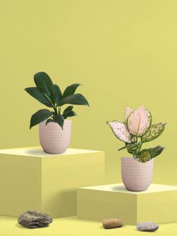 Greenkin - Aglaonema Wishes and Peace Lily Plants in Eco Pot (Pack of 2)