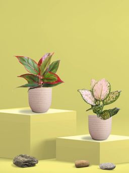 Greenkin - Aglaonema Wishes and Lipstick Plants in Eco Pot (Pack of 2)