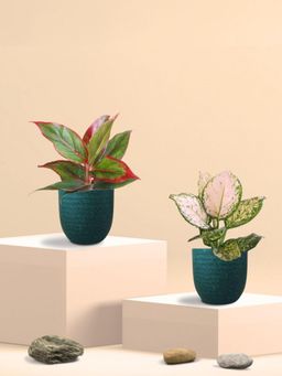 Greenkin - Aglaonema Wishes and Lipstick Plants in Eco Pot (Pack of 2)