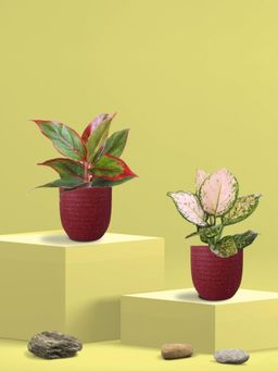 Greenkin - Aglaonema Wishes and Lipstick Plants in Eco Pot (Pack of 2)