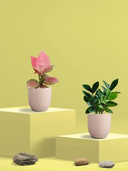 Greenkin - ZZ Plant & Aglaonema Pink Plant in Eco Pot (Pack of 2)