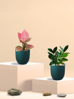 Greenkin - ZZ Plant & Aglaonema Pink Plant in Eco Pot (Pack of 2)