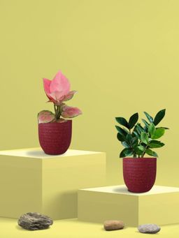 Greenkin - ZZ Plant & Aglaonema Pink Plant in Eco Pot (Pack of 2)